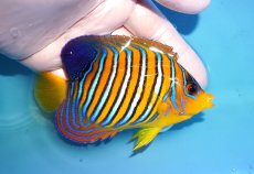 画像2: 【決算セール クーポンご利用で更に10％OFF対象商品】 【海水魚・ヤッコ】【通販】人工飼料OK♪【モルディブ産】インドニシキヤッコ（M)(個体販売）（±11cm） No.31（生体）(海水魚) (2)