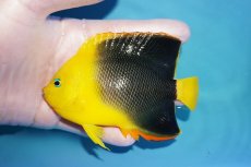 画像1: 【決算セール クーポンご利用で更に10％OFF対象商品】 【海水魚・ヤッコ】【通販】人工飼料OK♪ロックビューティー（ML)(個体販売）（±11.5cm） No.1（生体）(海水魚) (1)