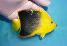 画像2: 【決算セール クーポンご利用で更に10％OFF対象商品】 【海水魚・ヤッコ】【通販】人工飼料OK♪ロックビューティー（ML)(個体販売）（±11.5cm） No.1（生体）(海水魚) (2)