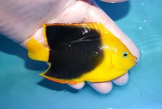 画像2: 【決算セール クーポンご利用で更に10％OFF対象商品】 【海水魚・ヤッコ】【通販】人工飼料OK♪ロックビューティー（ML)(個体販売）（±10cm） No.2（生体）(海水魚) (2)