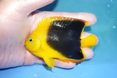 画像1: 【決算セール クーポンご利用で更に10％OFF対象商品】 【海水魚・ヤッコ】【通販】人工飼料OK♪ロックビューティー（ML)(個体販売）（±10cm） No.3（生体）(海水魚) (1)