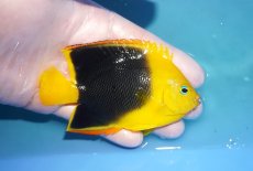 画像2: 【決算セール クーポンご利用で更に10％OFF対象商品】 【海水魚・ヤッコ】【通販】人工飼料OK♪ロックビューティー（ML)(個体販売）（±10cm） No.3（生体）(海水魚) (2)