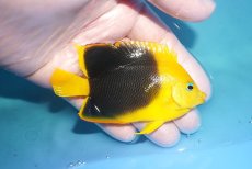 画像2: 【決算セール クーポンご利用で更に10％OFF対象商品】 【海水魚・ヤッコ】【通販】人工飼料OK♪背ビレカケあり特価！ロックビューティー（M)(個体販売）（±9cm） No.5（生体）(海水魚) (2)