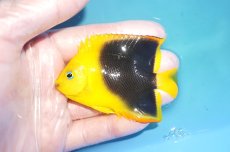 画像1: 【決算セール クーポンご利用で更に10％OFF対象商品】 【海水魚・ヤッコ】【通販】人工飼料OK♪ロックビューティー（M)(個体販売）（±8cm） No.6（生体）(海水魚) (1)