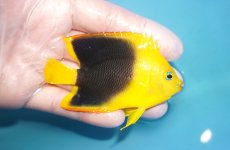 画像2: 【決算セール クーポンご利用で更に10％OFF対象商品】 【海水魚・ヤッコ】【通販】人工飼料OK♪ロックビューティー（M)(個体販売）（±8cm） No.6（生体）(海水魚) (2)