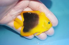 画像2: 【決算セール クーポンご利用で更に10％OFF対象商品】 【海水魚・ヤッコ】【通販】人工飼料OK♪背ビレカケあり特価！ロックビューティー（M)(個体販売）（±7cm） No.7（生体）(海水魚) (2)