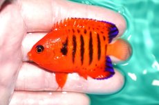 画像1: 【決算セール クーポンご利用で更に10％OFF対象商品】 【海水魚・ヤッコ】【通販】状態良好♪【クリスマス島産】フレームエンゼル（Mサイズ）(個体販売）（±6.5cm） No.1（生体）(海水魚) (1)