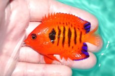 画像1: 【決算セール クーポンご利用で更に10％OFF対象商品】 【海水魚・ヤッコ】【通販】状態良好♪【クリスマス島産】フレームエンゼル（MLサイズ）(個体販売）（±7cm） No.2（生体）(海水魚) (1)