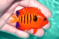 画像2: 【決算セール クーポンご利用で更に10％OFF対象商品】 【海水魚・ヤッコ】【通販】状態良好♪【クリスマス島産】フレームエンゼル（MLサイズ）(個体販売）（±7cm） No.2（生体）(海水魚) (2)