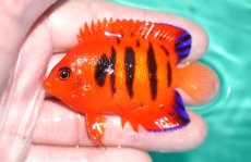 画像1: 【決算セール クーポンご利用で更に10％OFF対象商品】 【海水魚・ヤッコ】【通販】状態良好♪【クリスマス島産】フレームエンゼル（MLサイズ）(個体販売）（±7cm） No.4（生体）(海水魚) (1)