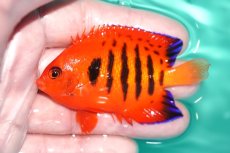 画像1: 【決算セール クーポンご利用で更に10％OFF対象商品】 【海水魚・ヤッコ】【通販】状態良好♪【クリスマス島産】フレームエンゼル（MLサイズ）(個体販売）（±7.5cm） No.5（生体）(海水魚) (1)