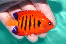 画像2: 【決算セール クーポンご利用で更に10％OFF対象商品】 【海水魚・ヤッコ】【通販】状態良好♪【クリスマス島産】フレームエンゼル（MLサイズ）(個体販売）（±7.5cm） No.5（生体）(海水魚) (2)