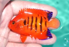 画像1: 【決算セール クーポンご利用で更に10％OFF対象商品】 【海水魚・ヤッコ】【通販】状態良好♪【クリスマス島産】フレームエンゼル（Lサイズ）(個体販売）（±8cm） No.6（生体）(海水魚) (1)