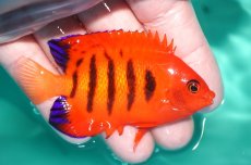 画像2: 【決算セール クーポンご利用で更に10％OFF対象商品】 【海水魚・ヤッコ】【通販】状態良好♪【クリスマス島産】フレームエンゼル（Lサイズ）(個体販売）（±8cm） No.6（生体）(海水魚) (2)