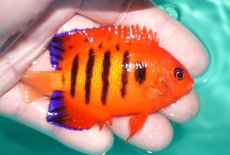 画像2: 【決算セール クーポンご利用で更に10％OFF対象商品】 【海水魚・ヤッコ】【通販】状態良好♪【クリスマス島産】フレームエンゼル（MLサイズ）(個体販売）（±7.5cm） No.7（生体）(海水魚) (2)