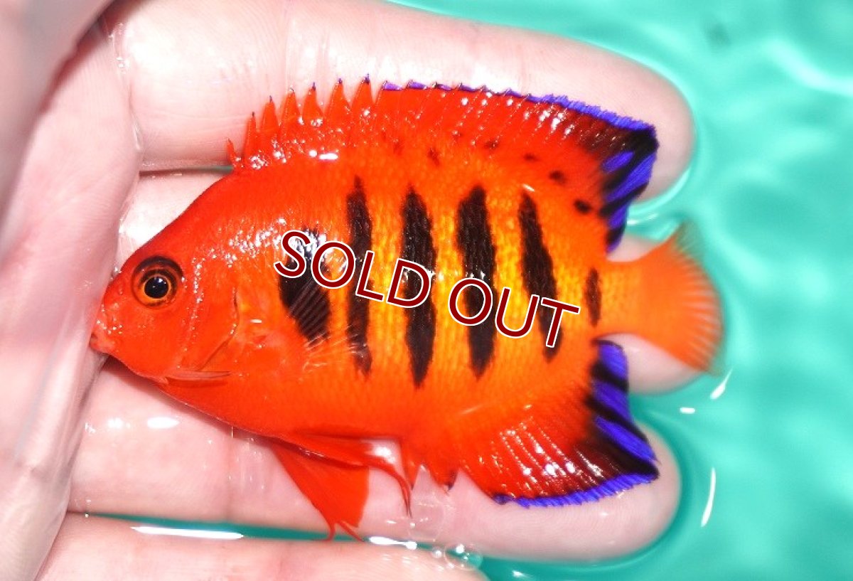 画像1: 【決算セール クーポンご利用で更に10％OFF対象商品】 【海水魚・ヤッコ】【通販】状態良好♪【クリスマス島産】フレームエンゼル（Lサイズ）(個体販売）（±8cm） No.8（生体）(海水魚) (1)