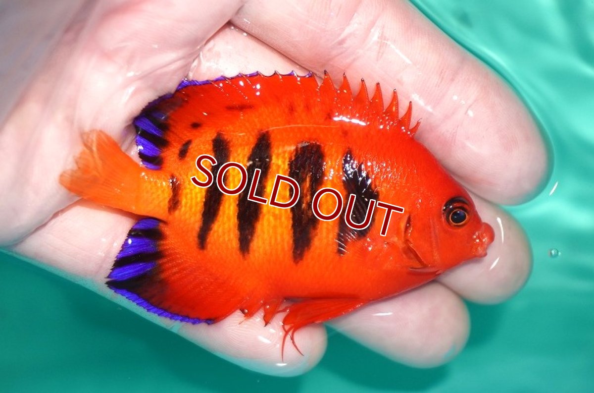 画像2: 【決算セール クーポンご利用で更に10％OFF対象商品】 【海水魚・ヤッコ】【通販】状態良好♪【クリスマス島産】フレームエンゼル（Lサイズ）(個体販売）（±8cm） No.8（生体）(海水魚) (2)