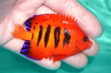 画像2: 【決算セール クーポンご利用で更に10％OFF対象商品】 【海水魚・ヤッコ】【通販】状態良好♪【クリスマス島産】フレームエンゼル（Lサイズ）(個体販売）（±8cm） No.8（生体）(海水魚) (2)