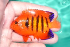 画像1: 【決算セール クーポンご利用で更に10％OFF対象商品】 【海水魚・ヤッコ】【通販】状態良好♪【クリスマス島産】フレームエンゼル（Lサイズ）(個体販売）（±8cm） No.9（生体）(海水魚) (1)