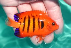 画像2: 【決算セール クーポンご利用で更に10％OFF対象商品】 【海水魚・ヤッコ】【通販】状態良好♪【クリスマス島産】フレームエンゼル（Lサイズ）(個体販売）（±8cm） No.9（生体）(海水魚) (2)