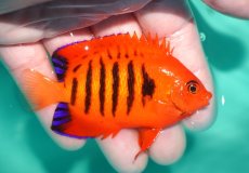 画像2: 【決算セール クーポンご利用で更に10％OFF対象商品】 【海水魚・ヤッコ】【通販】状態良好♪【クリスマス島産】フレームエンゼル（Lサイズ）(個体販売）（±8cm） No.10（生体）(海水魚) (2)