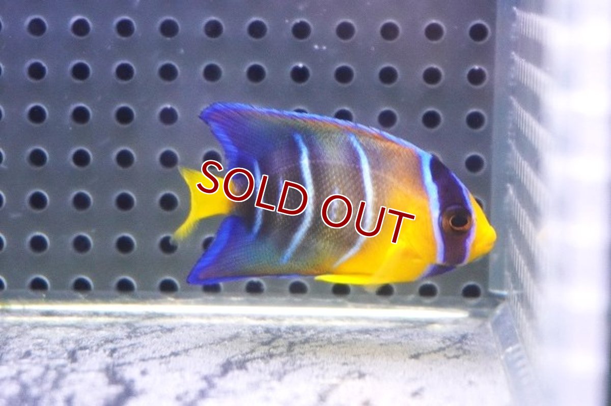 画像1: 【海水魚・ヤッコ】【通販】人工飼料OK♪カリブクイーンエンゼル（Sサイズ）(個体販売）（±5cm） No.1（生体）(海水魚) (1)