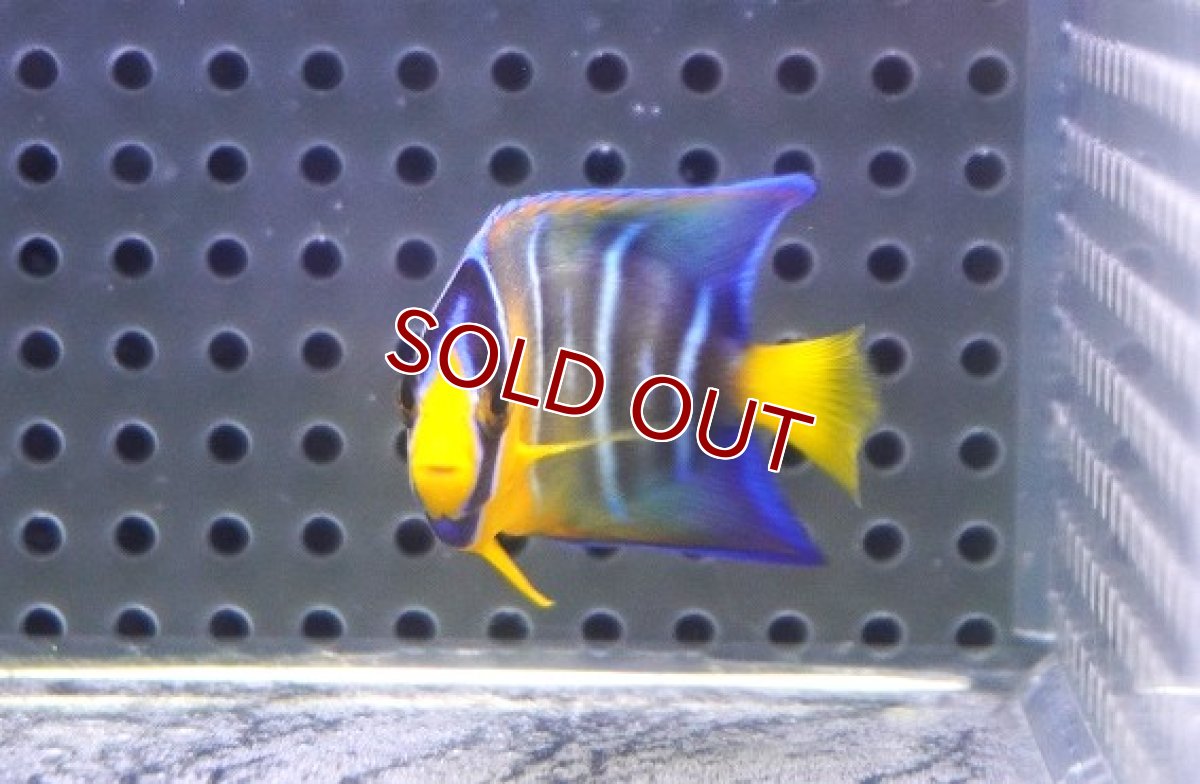 画像2: 【海水魚・ヤッコ】【通販】人工飼料OK♪カリブクイーンエンゼル（Sサイズ）(個体販売）（±5cm） No.1（生体）(海水魚) (2)