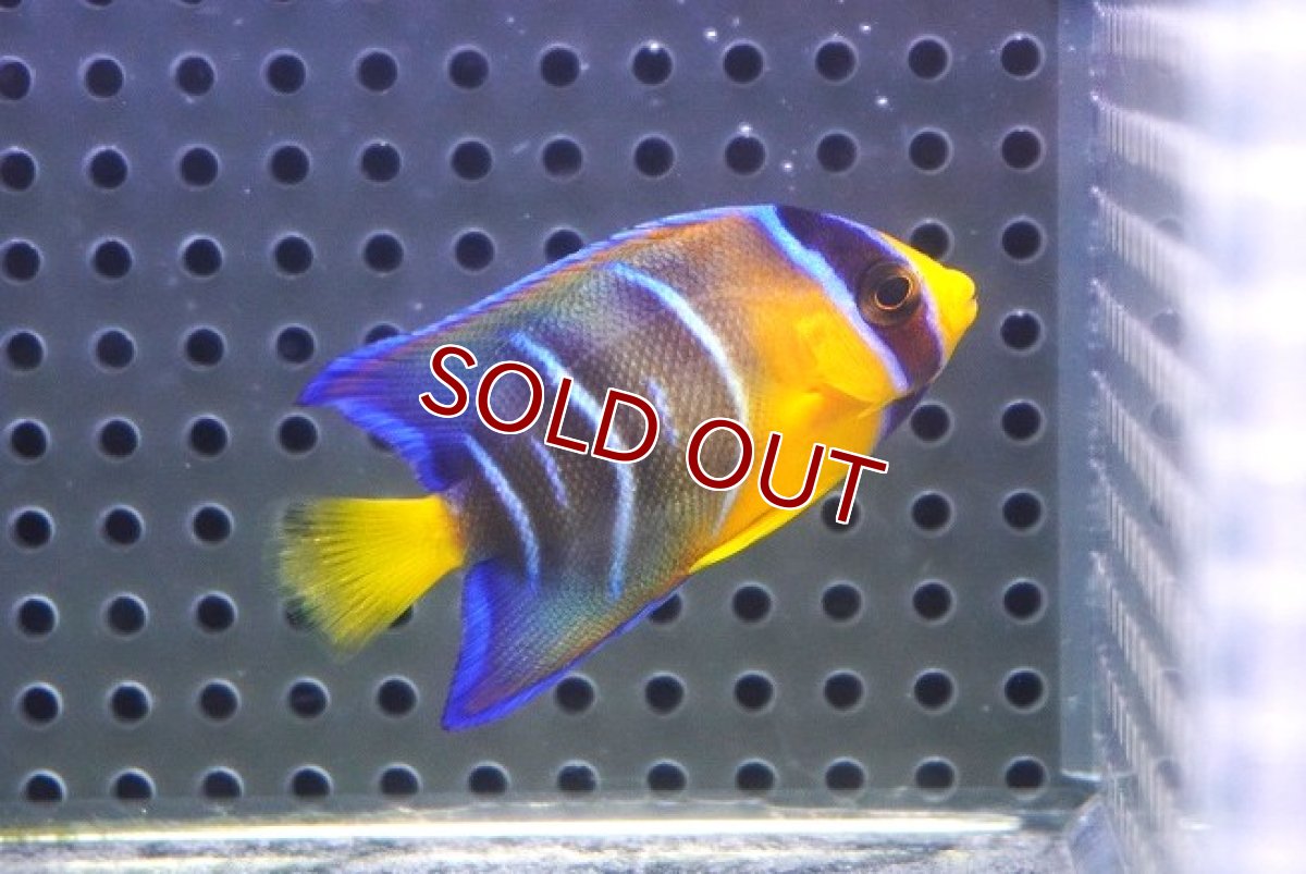 画像3: 【海水魚・ヤッコ】【通販】人工飼料OK♪カリブクイーンエンゼル（Sサイズ）(個体販売）（±5cm） No.1（生体）(海水魚) (3)