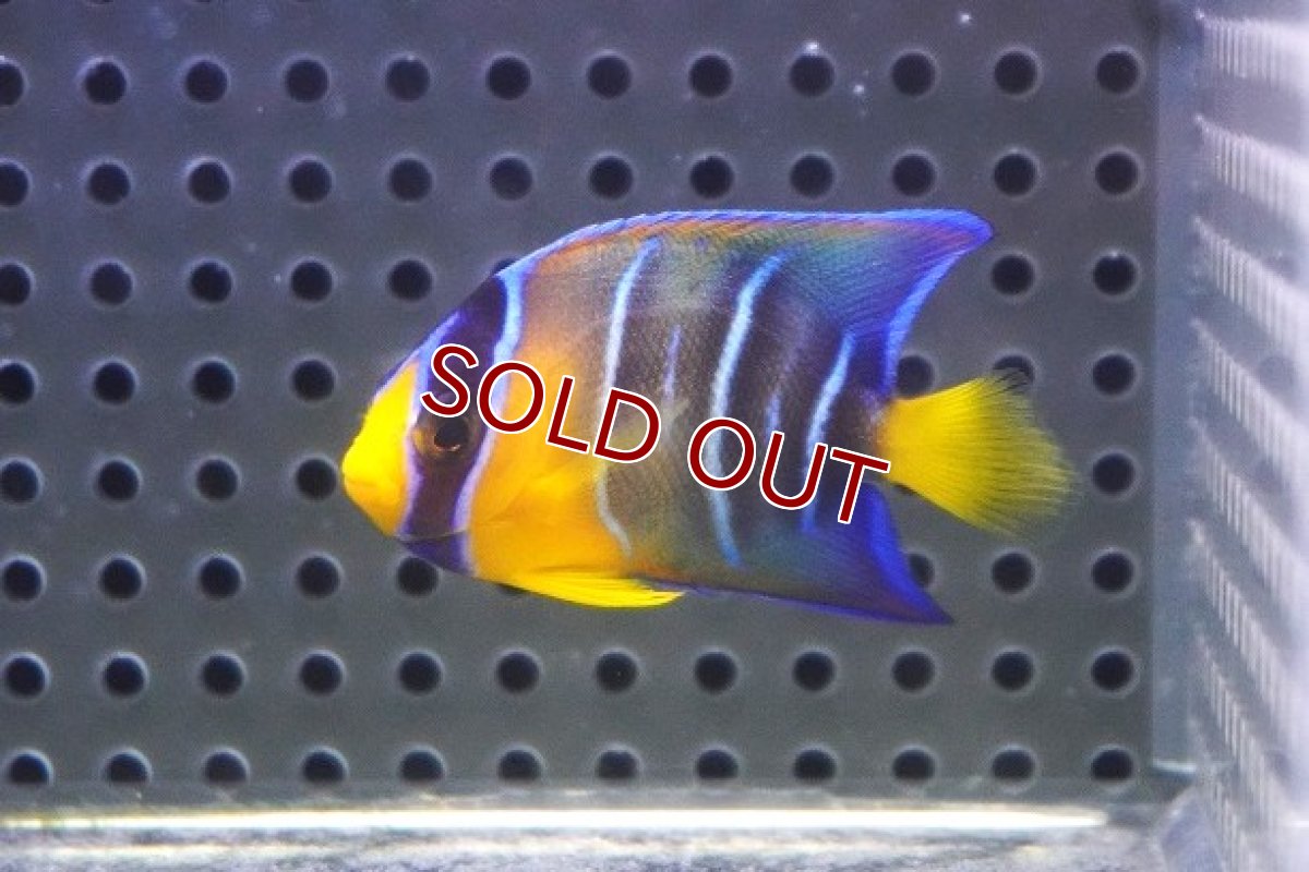 画像4: 【海水魚・ヤッコ】【通販】人工飼料OK♪カリブクイーンエンゼル（Sサイズ）(個体販売）（±5cm） No.1（生体）(海水魚) (4)