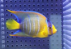 画像1: 【決算セール クーポンご利用で更に10％OFF対象商品】 【海水魚・ヤッコ】【通販】人工飼料OK♪カリブクイーンエンゼル（SMサイズ）(個体販売）（±7.5cm） No.2（生体）(海水魚) (1)