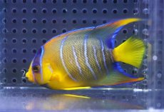 画像2: 【決算セール クーポンご利用で更に10％OFF対象商品】 【海水魚・ヤッコ】【通販】人工飼料OK♪カリブクイーンエンゼル（SMサイズ）(個体販売）（±7.5cm） No.2（生体）(海水魚) (2)