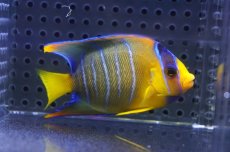 画像3: 【決算セール クーポンご利用で更に10％OFF対象商品】 【海水魚・ヤッコ】【通販】人工飼料OK♪カリブクイーンエンゼル（SMサイズ）(個体販売）（±7.5cm） No.2（生体）(海水魚) (3)