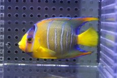 画像4: 【決算セール クーポンご利用で更に10％OFF対象商品】 【海水魚・ヤッコ】【通販】人工飼料OK♪カリブクイーンエンゼル（SMサイズ）(個体販売）（±7.5cm） No.2（生体）(海水魚) (4)