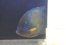 画像2: 【決算セール クーポンご利用で更に10％OFF対象商品】 【海水魚・ヤッコ】【通販】人工飼料OK♪ワヌケヤッコ（MLサイズ）(個体販売）（±16cm） （生体）(海水魚) (2)