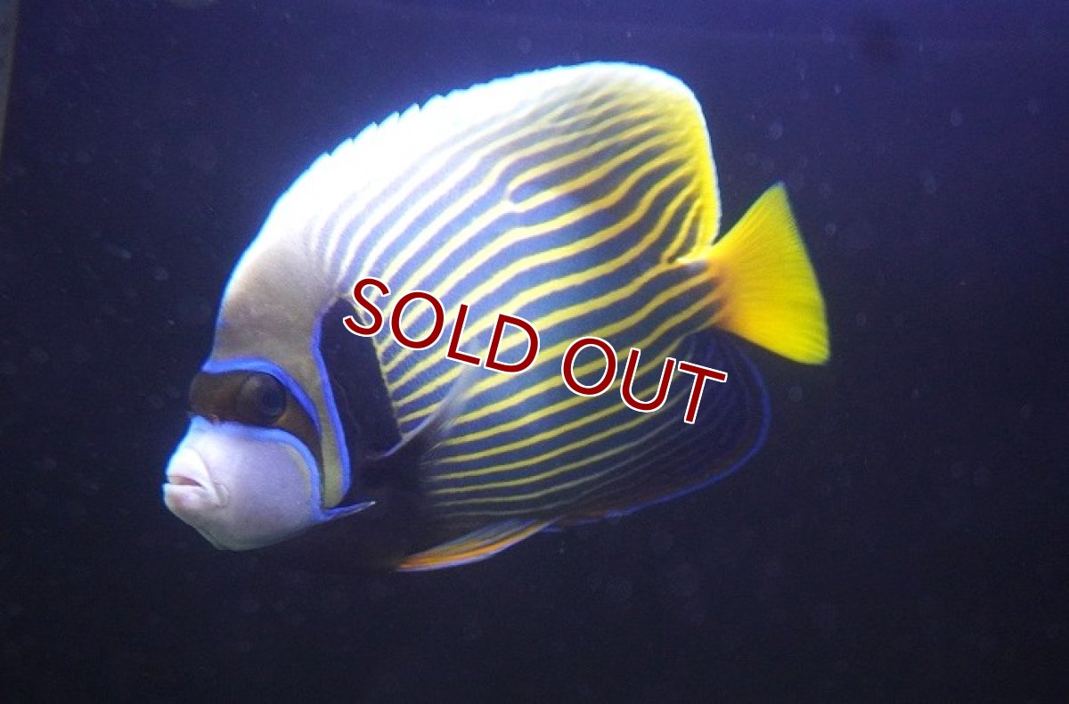画像1: 【海水魚・ヤッコ】【通販】人工飼料OK♪タテジマキンチャクダイ（インド洋/XLサイズ）(個体販売）（±20cm） No.2（生体）(海水魚) (1)
