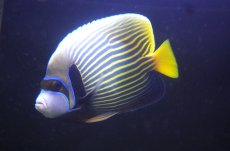 画像1: 【決算セール クーポンご利用で更に10％OFF対象商品】 【海水魚・ヤッコ】【通販】人工飼料OK♪タテジマキンチャクダイ（インド洋/XLサイズ）(個体販売）（±20cm） No.2（生体）(海水魚) (1)