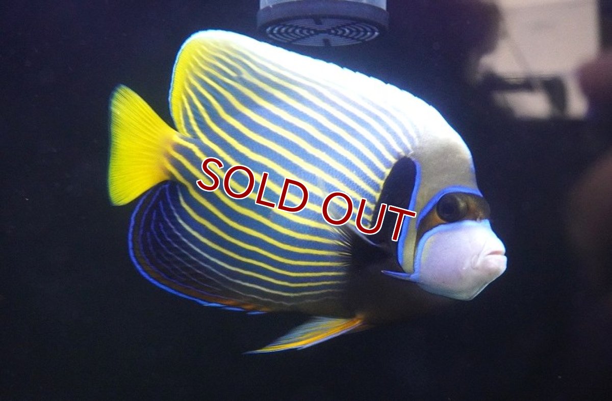 画像2: 【海水魚・ヤッコ】【通販】人工飼料OK♪タテジマキンチャクダイ（インド洋/XLサイズ）(個体販売）（±20cm） No.2（生体）(海水魚) (2)