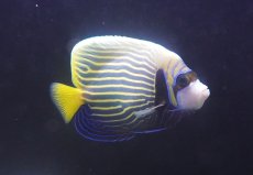 画像1: 【決算セール クーポンご利用で更に10％OFF対象商品】 【海水魚・ヤッコ】【通販】人工飼料OK♪タテジマキンチャクダイ（インド洋/Mサイズ）(個体販売）（±12cm） No.3（生体）(海水魚) (1)