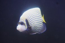 画像2: 【決算セール クーポンご利用で更に10％OFF対象商品】 【海水魚・ヤッコ】【通販】人工飼料OK♪タテジマキンチャクダイ（インド洋/Mサイズ）(個体販売）（±12cm） No.3（生体）(海水魚) (2)