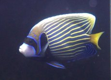 画像1: 【決算セール クーポンご利用で更に10％OFF対象商品】 【海水魚・ヤッコ】【通販】人工飼料OK♪タテジマキンチャクダイ（インド洋/Mサイズ）(個体販売）（±13cm） No.4（生体）(海水魚) (1)