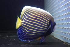 画像2: 【決算セール クーポンご利用で更に10％OFF対象商品】 【海水魚・ヤッコ】【通販】人工飼料OK♪タテジマキンチャクダイ（インド洋/Mサイズ）(個体販売）（±13cm） No.4（生体）(海水魚) (2)