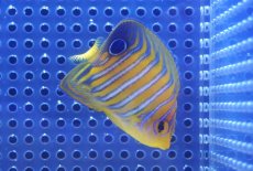 画像1: 【決算セール クーポンご利用で更に10％OFF対象商品】 【海水魚・ヤッコ】【通販】人工飼料OK♪【モルディブ産】インドニシキヤッコ（S)(個体販売）（±6.5cm） No.32（生体）(海水魚) (1)