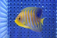 画像2: 【決算セール クーポンご利用で更に10％OFF対象商品】 【海水魚・ヤッコ】【通販】人工飼料OK♪【モルディブ産】インドニシキヤッコ（S)(個体販売）（±6.5cm） No.32（生体）(海水魚) (2)