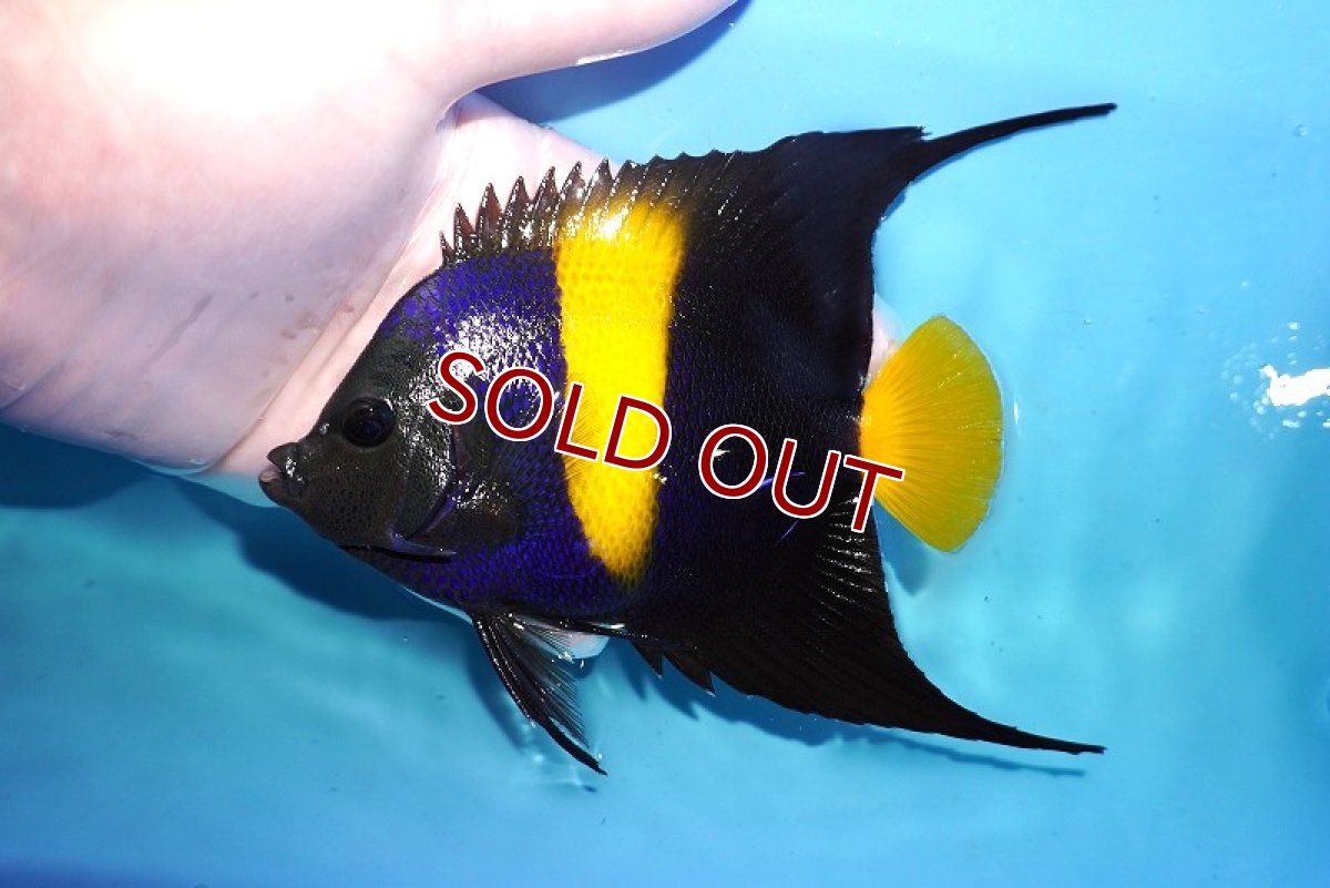 画像1: 【海水魚・ヤッコ】【通販】人工飼料OK♪アズファー（MLサイズ/ロングスレッド）(個体販売）（±13-15cm） No.1（生体）(海水魚) (1)