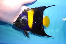 画像1: 【決算セール クーポンご利用で更に10％OFF対象商品】 【海水魚・ヤッコ】【通販】人工飼料OK♪アズファー（MLサイズ/ロングスレッド）(個体販売）（±13-15cm） No.1（生体）(海水魚) (1)