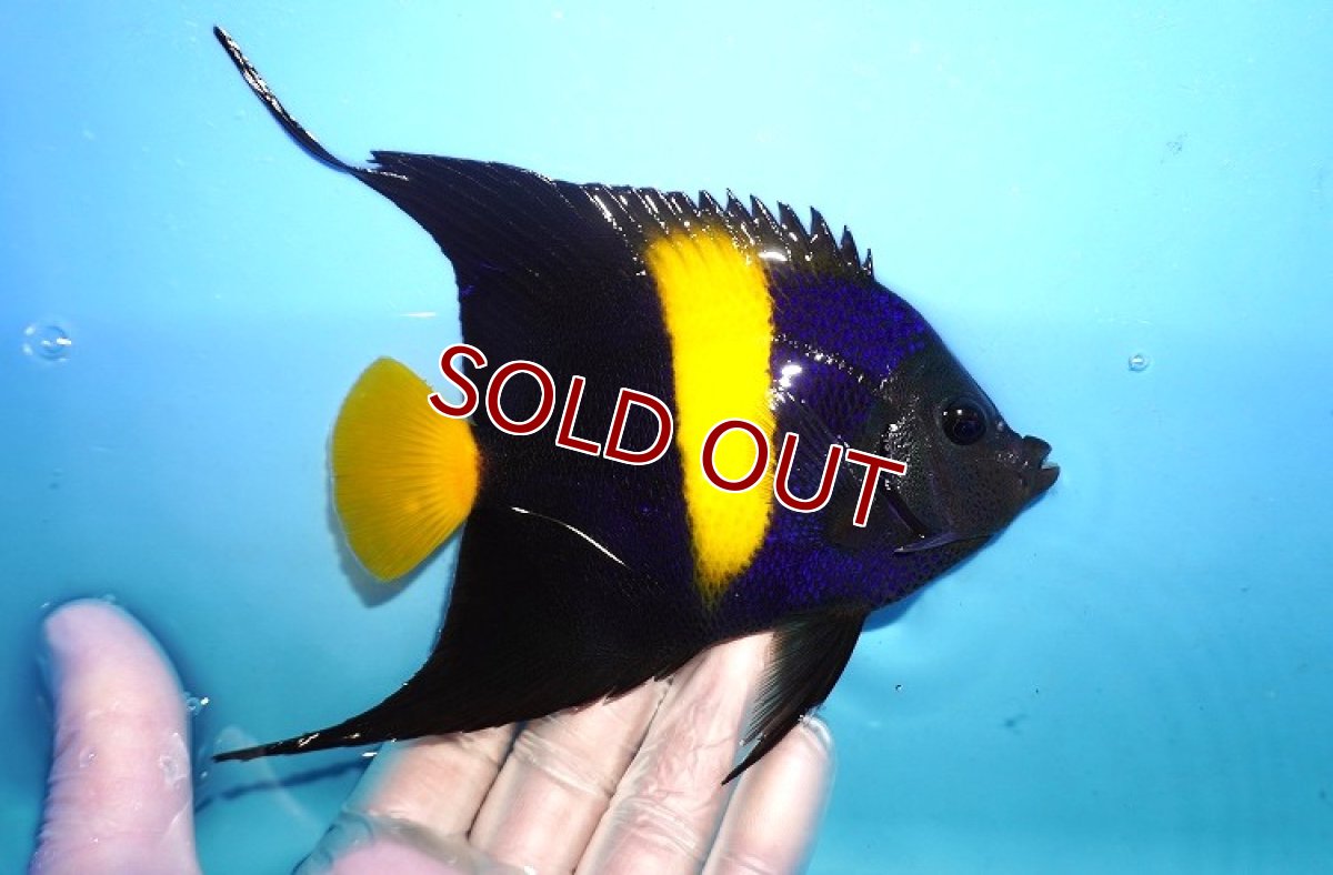 画像2: 【海水魚・ヤッコ】【通販】人工飼料OK♪アズファー（MLサイズ/ロングスレッド）(個体販売）（±13-15cm） No.1（生体）(海水魚) (2)