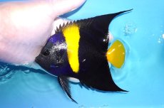 画像1: 【決算セール クーポンご利用で更に10％OFF対象商品】 【海水魚・ヤッコ】【通販】人工飼料OK♪アズファー（MLサイズ/ロングスレッド）(個体販売）（±12-14cm） No.2（生体）(海水魚) (1)