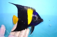 画像2: 【決算セール クーポンご利用で更に10％OFF対象商品】 【海水魚・ヤッコ】【通販】人工飼料OK♪アズファー（MLサイズ/ロングスレッド）(個体販売）（±12-14cm） No.2（生体）(海水魚) (2)