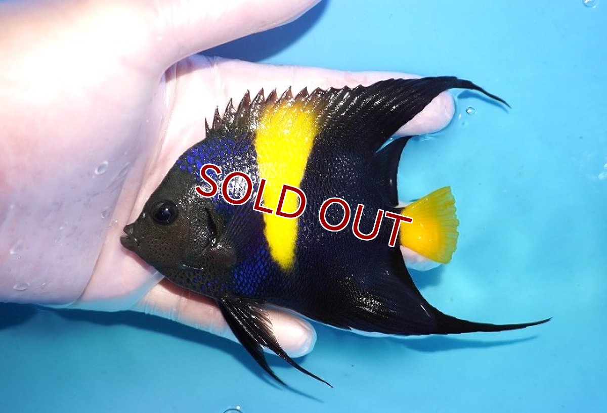 画像1: 【海水魚・ヤッコ】【通販】人工飼料OK♪アズファー（Mサイズ/ロングスレッド）(個体販売）（±10-12cm） No.3（生体）(海水魚) (1)