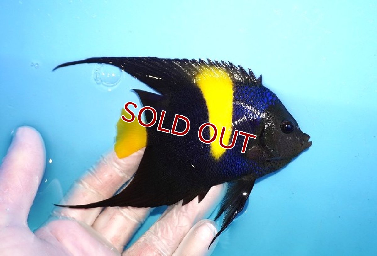 画像2: 【海水魚・ヤッコ】【通販】人工飼料OK♪アズファー（Mサイズ/ロングスレッド）(個体販売）（±10-12cm） No.3（生体）(海水魚) (2)